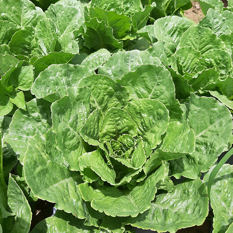 Xà Lách Romaine